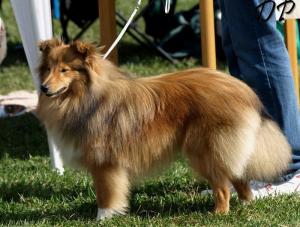 Simondina's ACHY BREAKY HEART