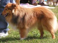 Simondina's ACHY BREAKY HEART