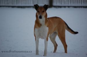 Amélie Amico di Boemia