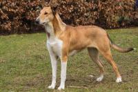 Amélie Amico di Boemia