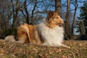 Giulia Gold Fredina Agi