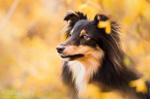 Never Give Up Koryfej