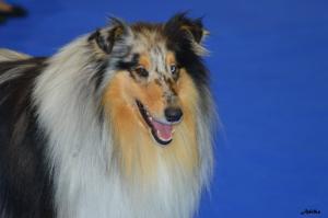 Briliant Blue Finestra