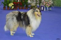 Briliant Blue Finestra