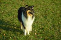 Brita Black Finestra