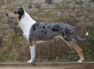 Helios of Bohemia balada