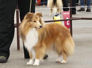 Anthony Fantom Chlumu CS