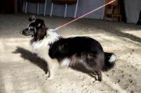 Status Quo Chancy Remus