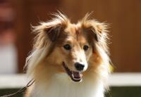 Eleanor z Lomu ve Skále