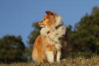 Elizabeth z Lomu ve Skále