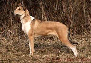 Dalai Nur Bila Kaífa