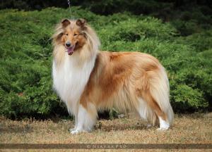 Diana Gold Chytrá kráska