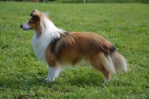 OLIVIA JESSIE Manepo Ideál