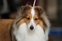 OLIVIA JESSIE Manepo Ideál