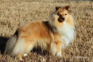 DEUCE Sparks of the Tempest