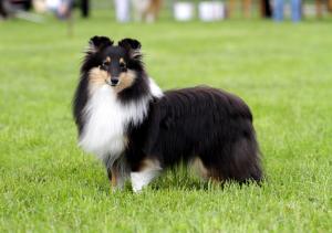 Emerald Sparks of the Tempest