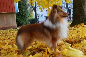 Diesel Power Harisson