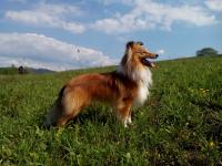 Diesel Power Harisson