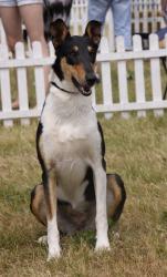 I Am of Bohemia Balada