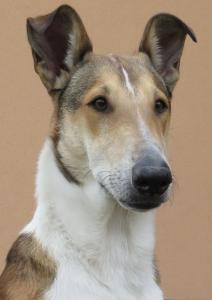 Scotty Krásná louka