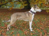 Scotty Krásná louka