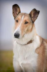 True Love Krásná louka