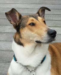 Comeback Basko Adeteva