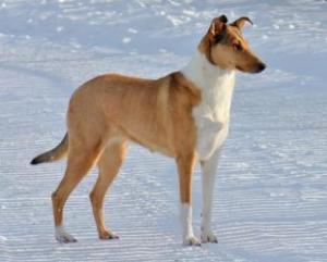 Adelheid Bohemia Amber