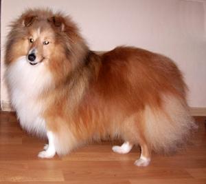 Golden Stardust Vesca Montana