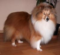 Golden Stardust Vesca Montana