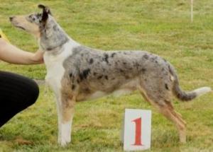 Pinehillside's Hot Shot