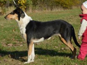 Turella's Shooting Star