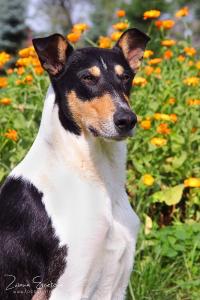 Forseti Bohemia Elenor