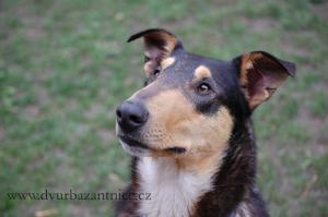 Legend of Camelot’s Globetrotter