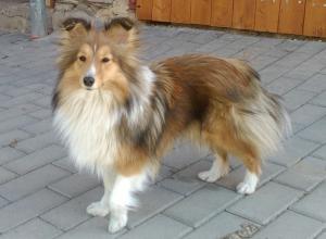 Euphorie Elfí ze Smrčkova dvora