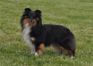 Gina Black Modrý dukát