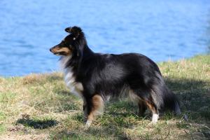 Gulina Black Modrý dukát