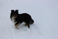 Gulina Black Modrý dukát