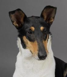 Calypso Bohemia Elenor