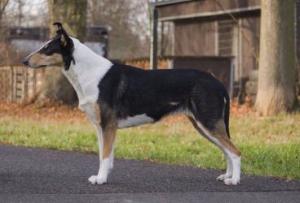 Clingstone’s Pocahontas