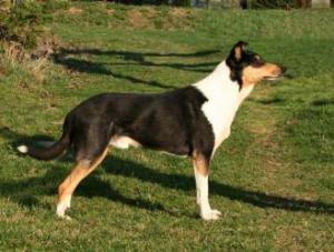 Mighty’s Spring Meadow Io Ilario