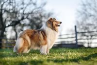 CH. Cherry Fredina Agi