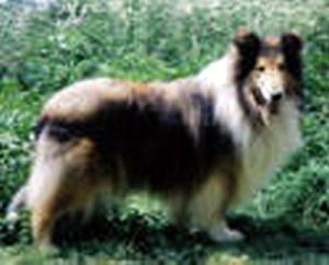 Viking's Gold Alkami Cs