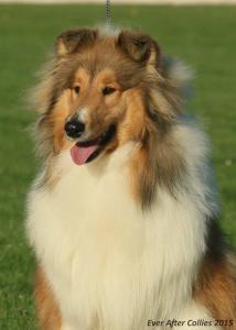 Most Majestic Protector