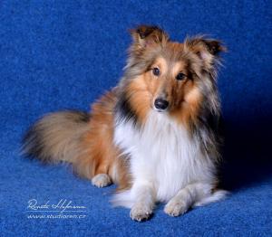 Xantos Xtreme Fort Fox