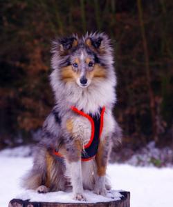 Joyce Moravské srdce