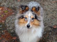 Joyce Moravské srdce