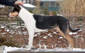 Airelle en noir Lago Benea