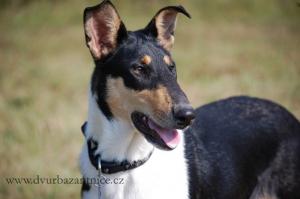 Aada Dvůr Bažantnice