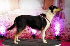 Cinnaberry's Casterly Rock